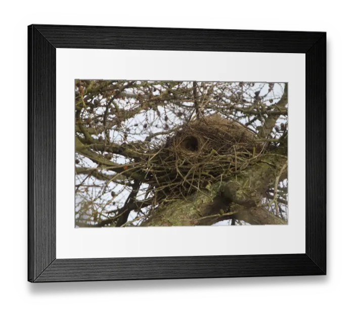 Framed Print : Eastern Grey Squirrel (Sciurus carolinensis) introduced species, drey in larch tree, Berwickshire, Scottish Borders Framed Print : Eastern Grey Squirrel (Sciurus carolinensis) introduced species, drey in larch tree, Berwickshire, Scottish Borders