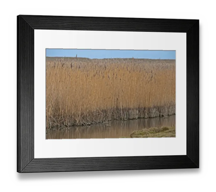 Framed Print : Common Reed (Phragmites australis) reedbed, showing low water level due to lack of rain, Norfolk, England, february