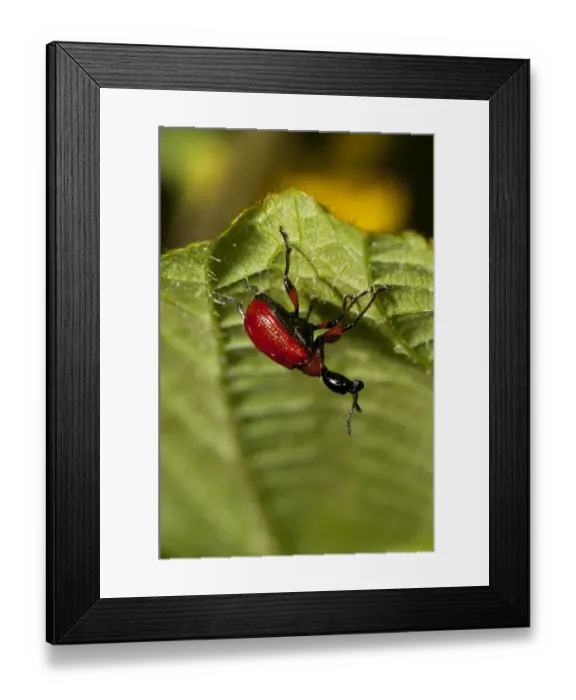 Framed Print : Hazel Leaf-roller Weevil (Apoderus coryli) adult, clinging to underside of leaf, Downe Bank Nature Reserve