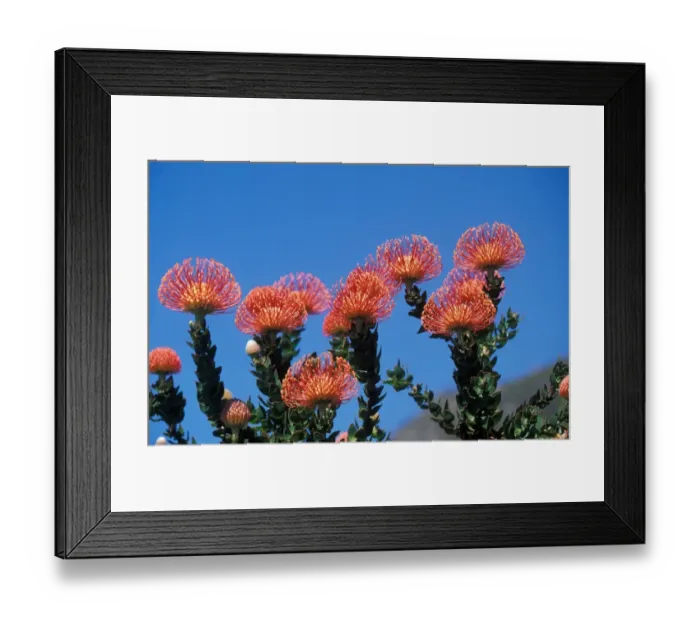 Framed Print : Pincushion Protea, Leucospermum cordifolium from South Africa