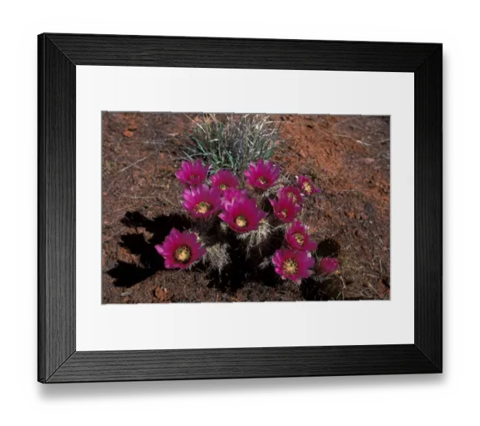 Framed Print : Cacti Hedgehog Strawberry (Echinocereus enneacanthus) Framed Print : Cacti Hedgehog Strawberry (Echinocereus enneacanthus)