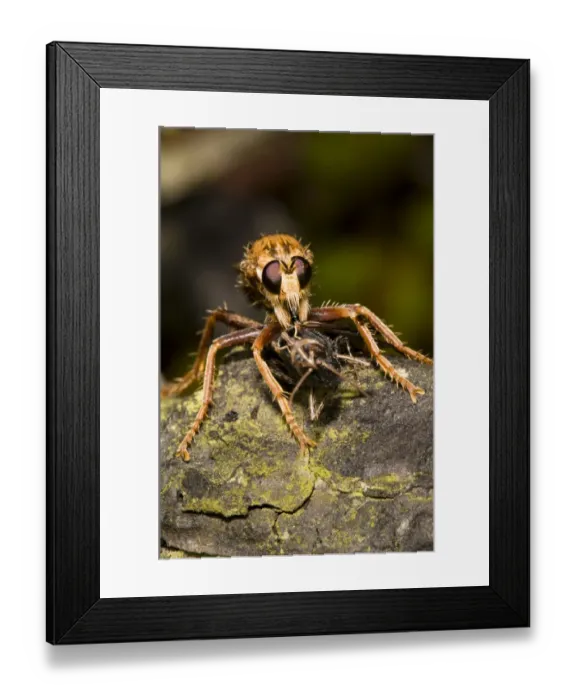 Framed Print : Hornet Robberfly (Asilus crabroniformis) adult, feeding on Common Field Grasshopper (Chorthippus brunneus) prey Framed Print : Hornet Robberfly (Asilus crabroniformis) adult, feeding on Common Field Grasshopper (Chorthippus brunneus) prey