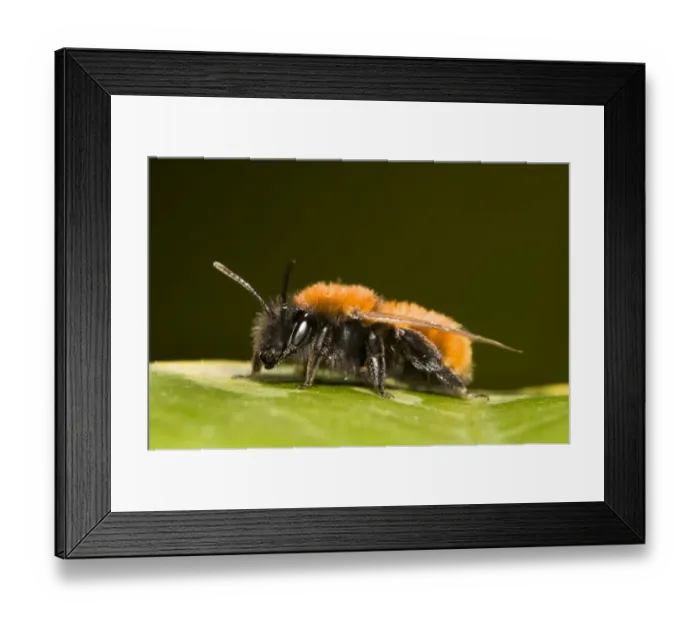 Framed Print : Tawny Mining Bee (Andrena fulva) adult, resting on ivy leaf in garden, Belvedere, Bexley, Kent, England, april Framed Print : Tawny Mining Bee (Andrena fulva) adult, resting on ivy leaf in garden, Belvedere, Bexley, Kent, England, april
