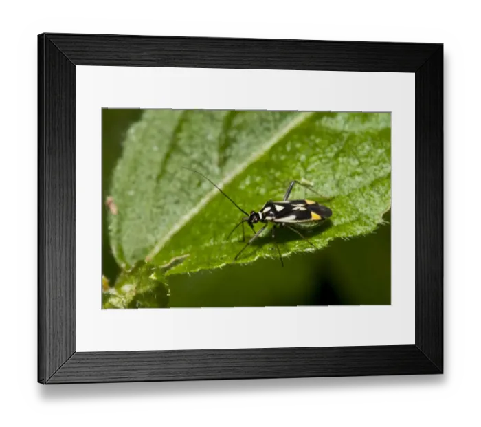 Framed Print : Mirid Bug (Grypocoris stysi) adult, resting on leaf, Downe Bank Nature Reserve, North Downs, Kent, England, june Framed Print : Mirid Bug (Grypocoris stysi) adult, resting on leaf, Downe Bank Nature Reserve, North Downs, Kent, England, june