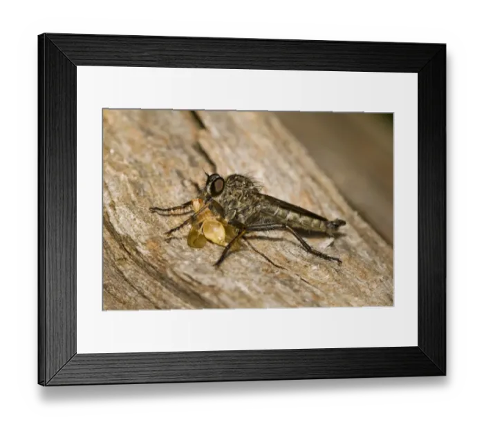 Framed Print : Kite-tailed Robberfly (Machimus atricapillus) adult, feeding on prey, Downe Bank Nature Reserve, North Downs, Kent Framed Print : Kite-tailed Robberfly (Machimus atricapillus) adult, feeding on prey, Downe Bank Nature Reserve, North Downs, Kent