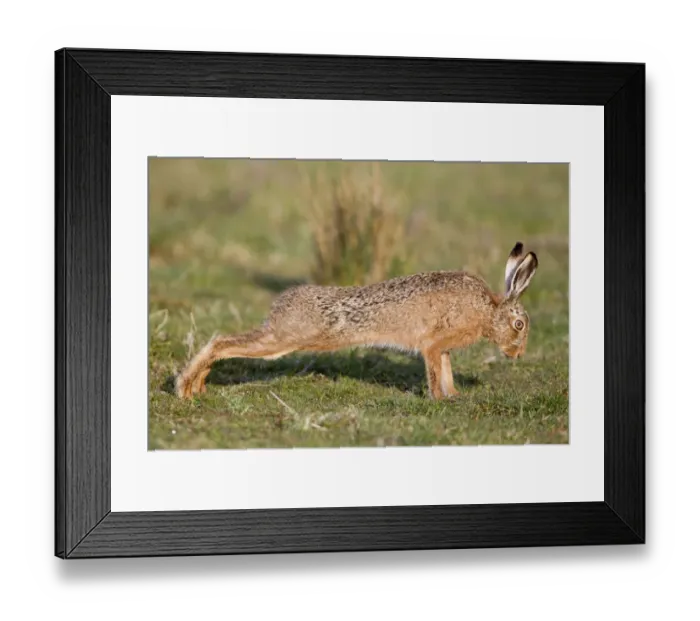 Framed Print : European Hare (Lepus europaeus) adult, stretching in grass field, Suffolk, England, april Framed Print : European Hare (Lepus europaeus) adult, stretching in grass field, Suffolk, England, april