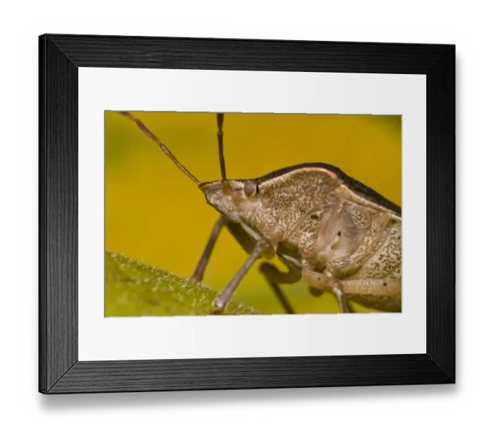 Framed Print : Green Shieldbug (Palomena prasina) adult, in bronze autumn / winter colouration, close-up of head, in garden, Belvedere