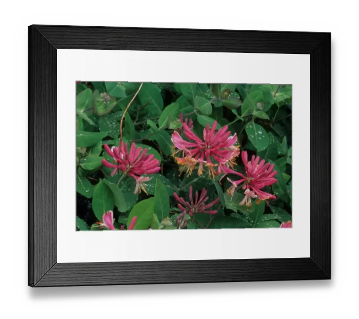 Framed Print : Golden Flame Honeysuckle (Lonicera x heckrottii) close-up of flowers, in garden, U. S. A Framed Print : Golden Flame Honeysuckle (Lonicera x heckrottii) close-up of flowers, in garden, U. S. A