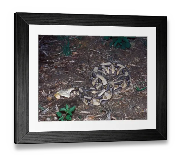 Framed Print : Gaboon Viper (Bitis gabonica) Curled up on ground - South Africa Framed Print : Gaboon Viper (Bitis gabonica) Curled up on ground - South Africa