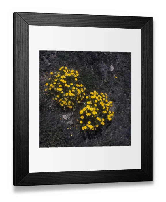 Framed Print : Flower - Cinquefoil Alpine (Potentilla crantzii) Close-up of plant in flower Framed Print : Flower - Cinquefoil Alpine (Potentilla crantzii) Close-up of plant in flower
