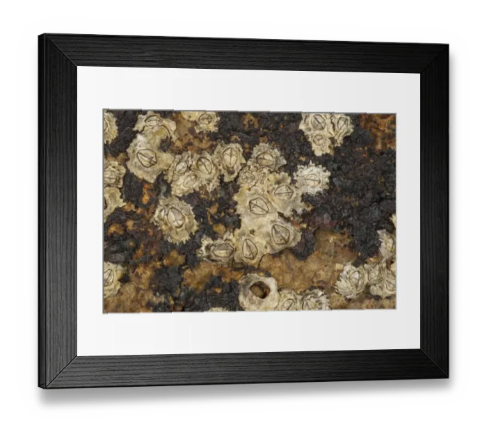Framed Print : Acorn Barnacle (Semibalanus balanoides) adults, exposed on rocky shore at low tide, Swanage, Dorset, England, april Framed Print : Acorn Barnacle (Semibalanus balanoides) adults, exposed on rocky shore at low tide, Swanage, Dorset, England, april