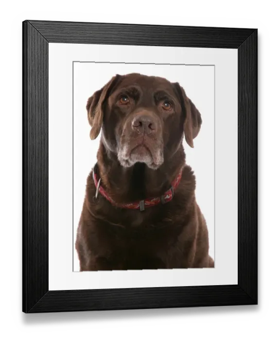 Framed Print : Domestic Dog, Chocolate Labrador Retriever, elderly adult, close-up of head, with collar Framed Print : Domestic Dog, Chocolate Labrador Retriever, elderly adult, close-up of head, with collar