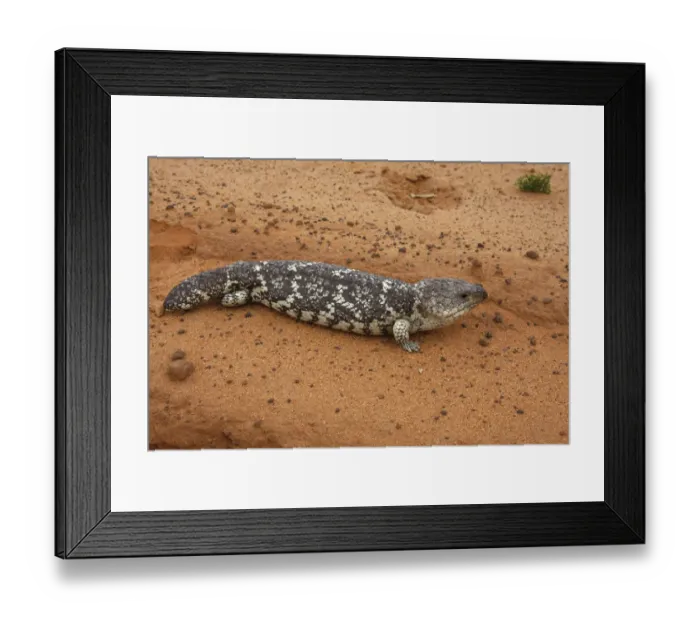 Framed Print : Shingleback Skink (Tiliqua rugosa) adult, basking at road verge, Kalbarri N. P. Western Australia, Australia Framed Print : Shingleback Skink (Tiliqua rugosa) adult, basking at road verge, Kalbarri N. P. Western Australia, Australia