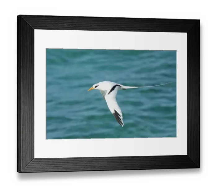 Framed Print : White-tailed Tropicbird (Phaethon lepturus) adult, in flight over sea, Cayman Islands Framed Print : White-tailed Tropicbird (Phaethon lepturus) adult, in flight over sea, Cayman Islands