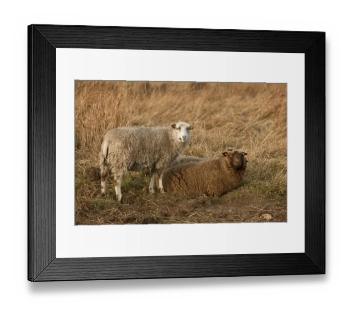 Framed Print : Domestic Sheep, Shetland ewes, on coastal wetland pasture, part of Norfolk Wildlife Trust flying flock used for Framed Print : Domestic Sheep, Shetland ewes, on coastal wetland pasture, part of Norfolk Wildlife Trust flying flock used for