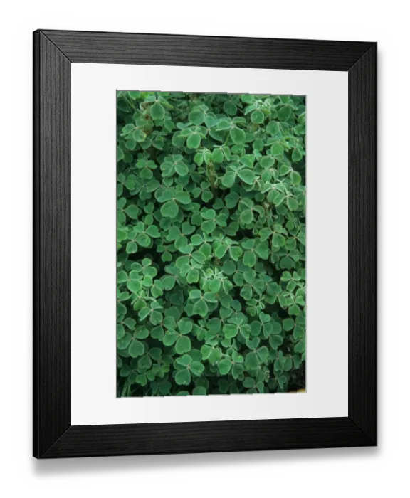 Framed Print : Oca (Oxalis tuberosa) crop, grown for edible tubers Framed Print : Oca (Oxalis tuberosa) crop, grown for edible tubers