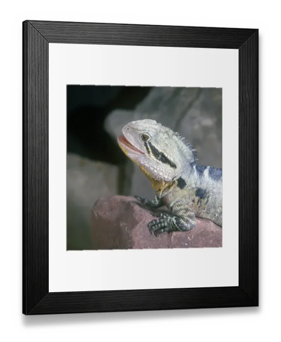 Framed Print : Eastern Water Dragon (Physignathus lesuerii) Front feet on rock / close up Framed Print : Eastern Water Dragon (Physignathus lesuerii) Front feet on rock / close up