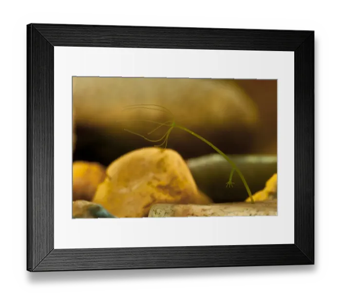 Framed Print : Green Hydra (Chlorohydra viridissima) adult, in process of asexual reproduction by budding off new animal Framed Print : Green Hydra (Chlorohydra viridissima) adult, in process of asexual reproduction by budding off new animal