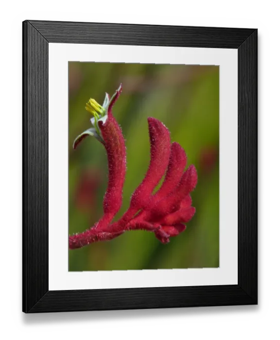 Framed Print : Red Kangaroo Paw (Anigozanthos rufus) close-up of flower and flowerbuds, Perth, Western Australia, Australia Framed Print : Red Kangaroo Paw (Anigozanthos rufus) close-up of flower and flowerbuds, Perth, Western Australia, Australia