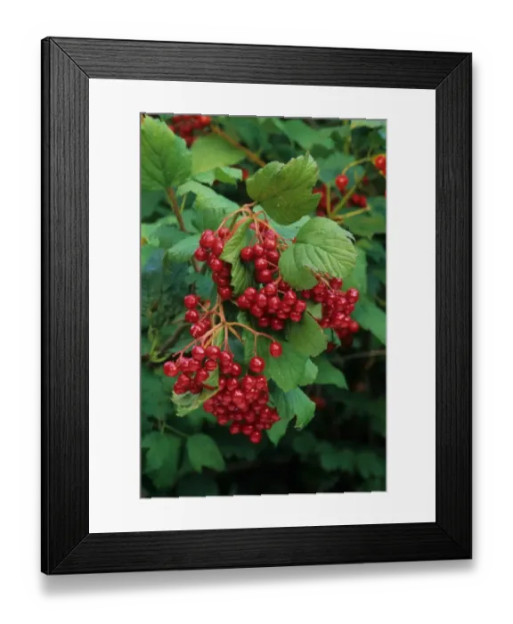 Framed Print : American Highbush Cranberry (Viburnum trilobum) close-up of berries, U. S. A Framed Print : American Highbush Cranberry (Viburnum trilobum) close-up of berries, U. S. A