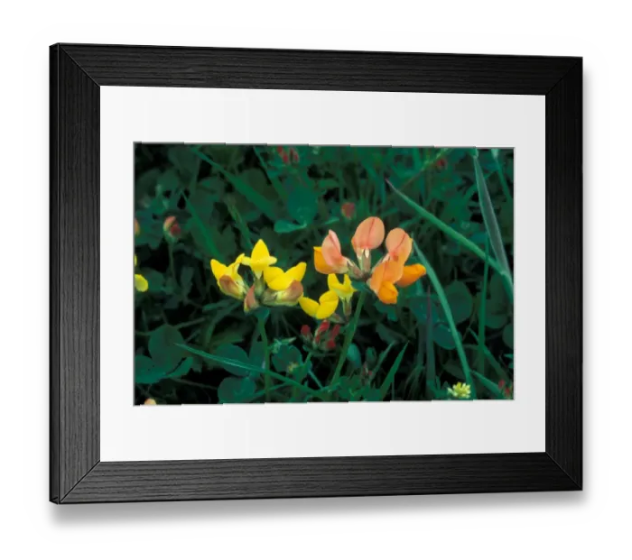 Framed Print : Birdsfoot Trefoil (Lotus orniculatus) Flower head Framed Print : Birdsfoot Trefoil (Lotus orniculatus) Flower head
