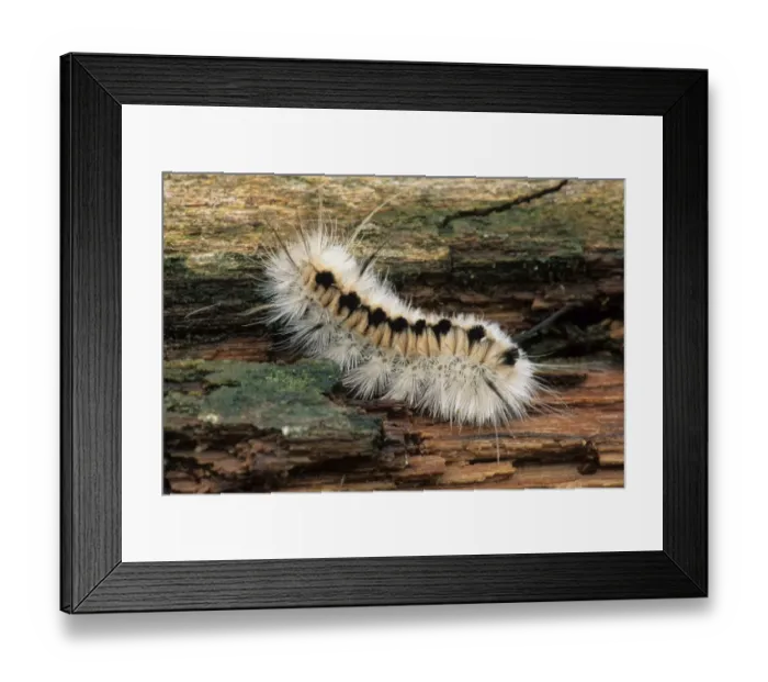 Framed Print : Pale Tiger Moth (Halysidota tessellaris) caterpillar, on log, U. S. A Framed Print : Pale Tiger Moth (Halysidota tessellaris) caterpillar, on log, U. S. A