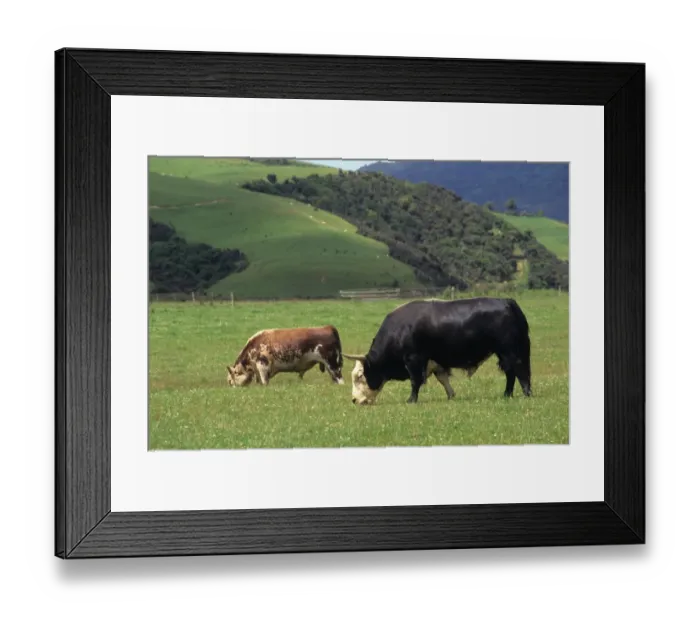 Framed Print : Domestic Yak (Bos grunniens) x Domestic Cattle (Bos primigenius) Hereford, Dzo bull, with Shorthorn bull