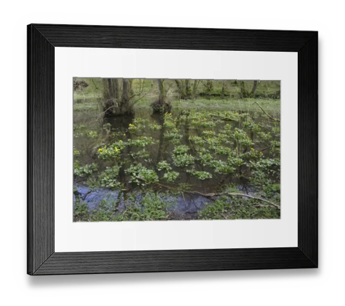 Framed Print : Marsh Marigold (Caltha palustris) flowering, mass growing in floodwater of wooded valley, Lathkill Dale Nature Reserve Framed Print : Marsh Marigold (Caltha palustris) flowering, mass growing in floodwater of wooded valley, Lathkill Dale Nature Reserve