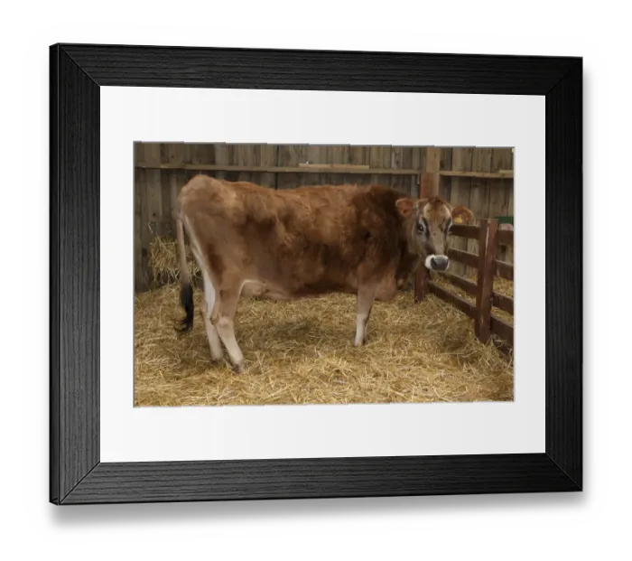 Framed Print : Domestic Cattle, Jersey calf, standing on straw bedding in barn, Fishers Park Farm, West Sussex, England, march Framed Print : Domestic Cattle, Jersey calf, standing on straw bedding in barn, Fishers Park Farm, West Sussex, England, march