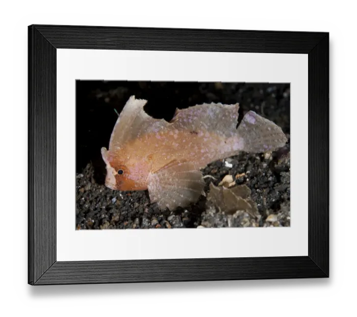 Framed Print : Cockatoo Leaffish (Ablabys taenianotus) adult, resting on seabed, Lembeh Straits, Sulawesi, Sunda Islands, Indonesia Framed Print : Cockatoo Leaffish (Ablabys taenianotus) adult, resting on seabed, Lembeh Straits, Sulawesi, Sunda Islands, Indonesia