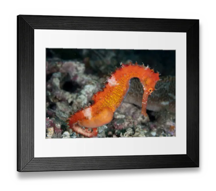 Framed Print : Thorny Seahorse (Hippocampus histrix) adult male, pregnant, Lembeh Straits, Sulawesi, Sunda Islands, Indonesia
