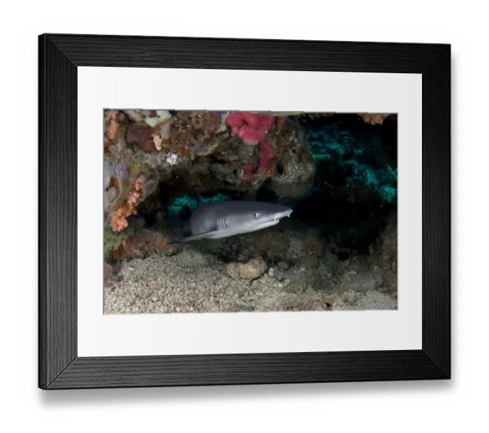 Framed Print : Whitetip Reef Shark (Triaenodon obesus) adult, in hole on reef, Lembeh Straits, Sulawesi, Sunda Islands, Indonesia Framed Print : Whitetip Reef Shark (Triaenodon obesus) adult, in hole on reef, Lembeh Straits, Sulawesi, Sunda Islands, Indonesia