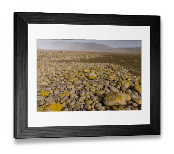 Framed Print : View of shingle bank spreading inland as sea levels rise, with saltmarsh habitat developing behind it Framed Print : View of shingle bank spreading inland as sea levels rise, with saltmarsh habitat developing behind it