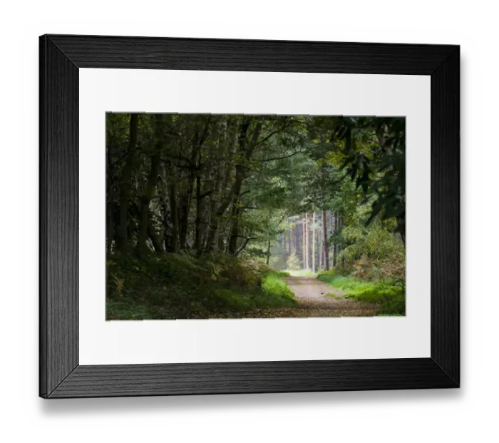 Framed Print : Footpath through mixed deciduous and coniferous woodland habitat, Clumber Park, Nottinghamshire, England, october Framed Print : Footpath through mixed deciduous and coniferous woodland habitat, Clumber Park, Nottinghamshire, England, october