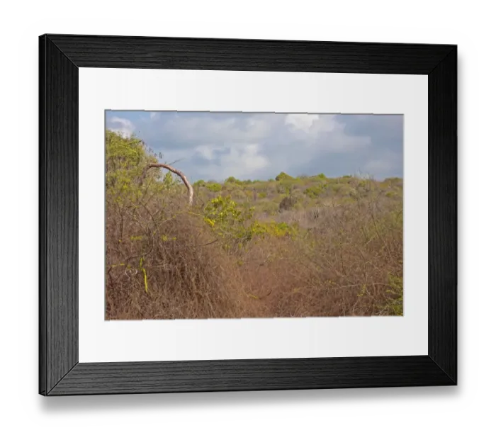 Framed Print : View of dry thorn scrub habitat, subtropical dry forest in arid south of island, Hellshire Hills, Jamaica, april Framed Print : View of dry thorn scrub habitat, subtropical dry forest in arid south of island, Hellshire Hills, Jamaica, april