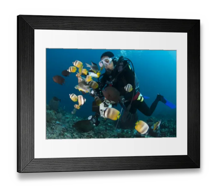 Framed Print : Kleins Butterflyfish (Chaetodon kleinii) shoal, with other fish species, being hand fed by diver, Fukui Dive Site Framed Print : Kleins Butterflyfish (Chaetodon kleinii) shoal, with other fish species, being hand fed by diver, Fukui Dive Site