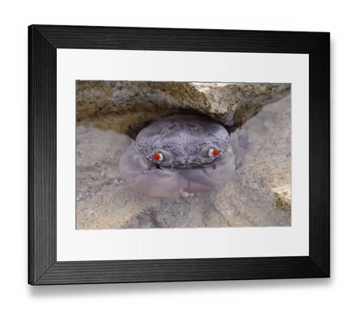 Framed Print : Red-eyed Crab (Eriphia ferox) adult, in shallow water of rockpool, Maldives, march Framed Print : Red-eyed Crab (Eriphia ferox) adult, in shallow water of rockpool, Maldives, march