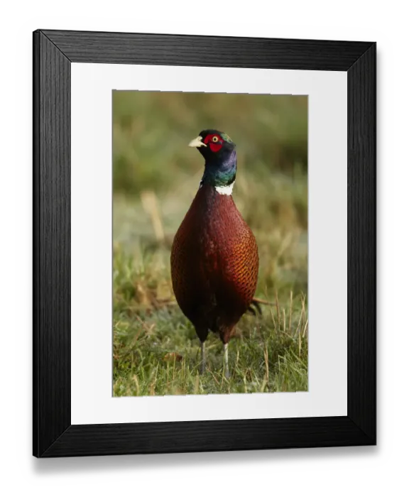 Framed Print : Common Pheasant (Phasianus colchicus) adult male, standing in field, Shropshire, England, december