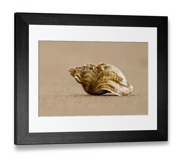 Framed Print : Common Whelk (Buccinum undatum) empty shell, on sandy beach, Titchwell, Norfolk, England, february Framed Print : Common Whelk (Buccinum undatum) empty shell, on sandy beach, Titchwell, Norfolk, England, february