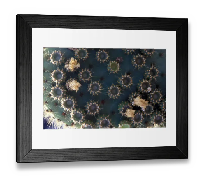 Framed Print : Cactus - Prickly Pear (Opuntia insularis) Flower and fruit - Isabela, Galapagos Framed Print : Cactus - Prickly Pear (Opuntia insularis) Flower and fruit - Isabela, Galapagos