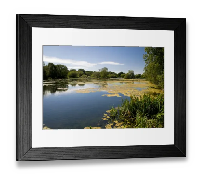 Framed Print : View of main lake, site of early colonisation by Willow Emerald Damselfly (Chalcolestes viridis), Staverton Lakes