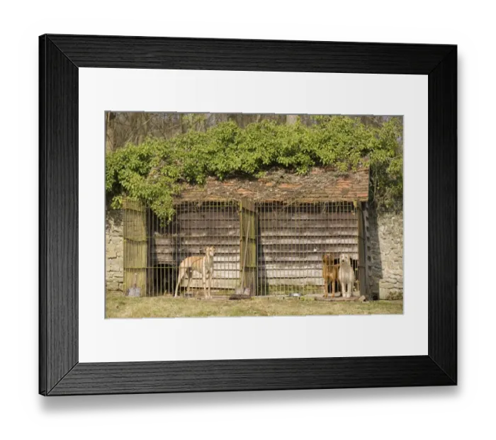 Framed Print : Domestic Dog, adults, guard dogs barking, standing in run of kennel, England, march Framed Print : Domestic Dog, adults, guard dogs barking, standing in run of kennel, England, march