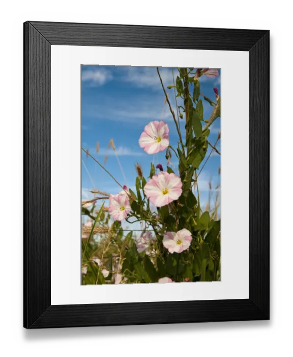 Framed Print : Field Bindweed (Convolvulus arvensis) flowering, twining around grasses, Crossness Nature Reserve, Bexley, Kent Framed Print : Field Bindweed (Convolvulus arvensis) flowering, twining around grasses, Crossness Nature Reserve, Bexley, Kent