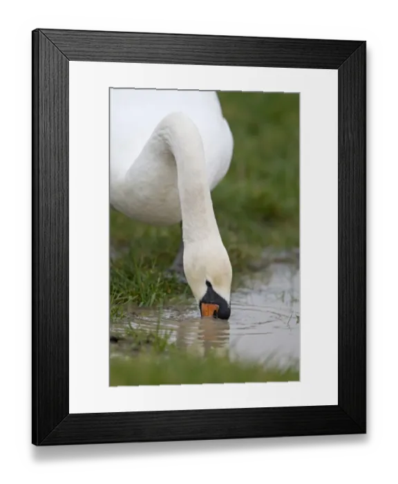 Framed Print : Mute Swan (Cygnus olor) adult, close-up of head and neck, drinking, Suffolk, England, february Framed Print : Mute Swan (Cygnus olor) adult, close-up of head and neck, drinking, Suffolk, England, february