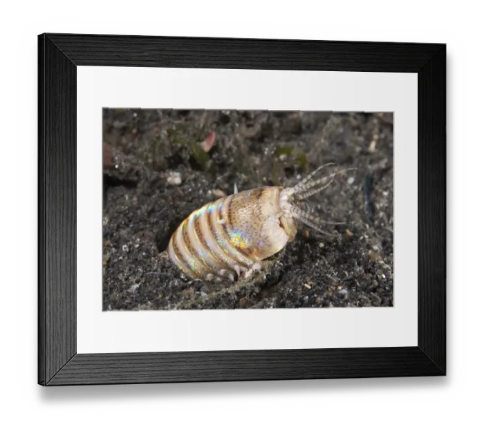 Framed Print : Bobbit Worm (Eunice sp. ) adult, buried in sand, Lembeh Straits, Sulawesi, Sunda Islands, Indonesia Framed Print : Bobbit Worm (Eunice sp. ) adult, buried in sand, Lembeh Straits, Sulawesi, Sunda Islands, Indonesia