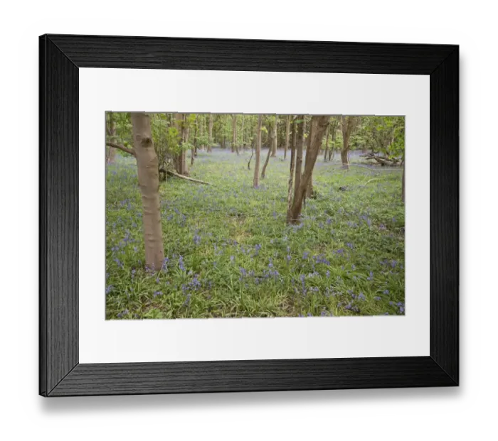 Framed Print : Spring carpet of Bluebells in Calke wood Suffolk Framed Print : Spring carpet of Bluebells in Calke wood Suffolk
