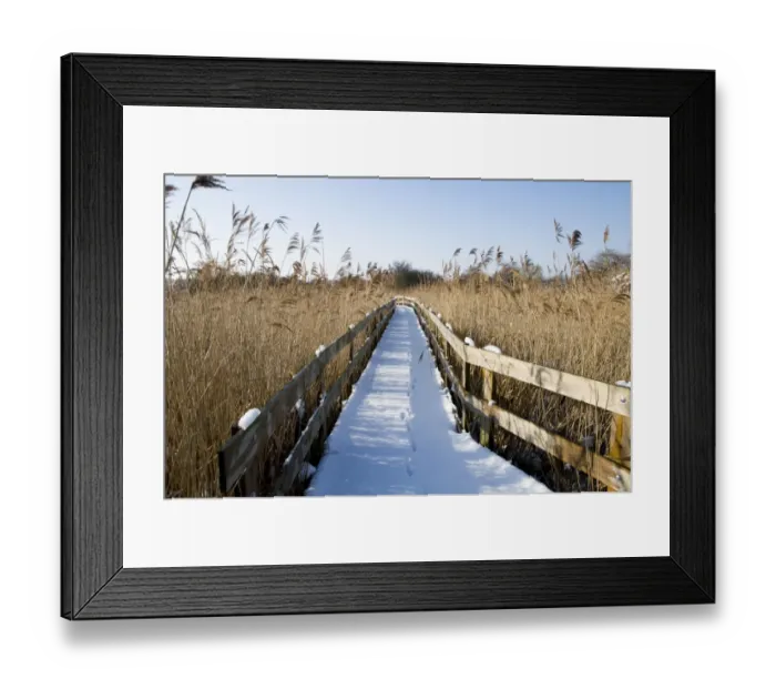 Framed Print : European Red Fox (Vulpes vulpes) footprints, on snow covered boardwalk in reedbed habitat, Crossness Nature Reserve Framed Print : European Red Fox (Vulpes vulpes) footprints, on snow covered boardwalk in reedbed habitat, Crossness Nature Reserve