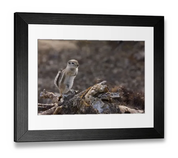 Framed Print : White-tailed Antelope Squirrel (Ammospermophilus leucurus) adult, sitting on fallen cactus, Mojave Desert, California Framed Print : White-tailed Antelope Squirrel (Ammospermophilus leucurus) adult, sitting on fallen cactus, Mojave Desert, California