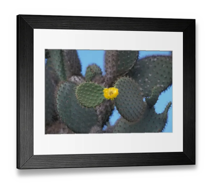 Framed Print : Cactus - Prickly Pear (Opuntia echios var. barringtonensis) Flower - Santa Fe Is. Galapagos Framed Print : Cactus - Prickly Pear (Opuntia echios var. barringtonensis) Flower - Santa Fe Is. Galapagos
