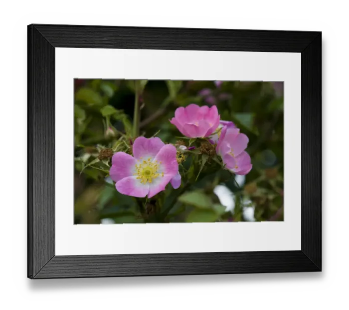 Framed Print : Sweet Briar (Rosa rubiginosa) close-up of flowers, Crossness Nature Reserve, Bexley, Kent, England, june Framed Print : Sweet Briar (Rosa rubiginosa) close-up of flowers, Crossness Nature Reserve, Bexley, Kent, England, june